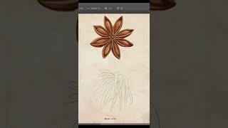 Star anise illicium verum botanical illustration art flowers drawing [upl. by Eimor409]