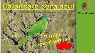 Calancate cara azul Psittacara acuticaudatus [upl. by Pesvoh]