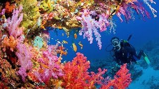 UNDERWATER LONG NATURE MEDITATION WITH CORAL REEF [upl. by Ardnasak]