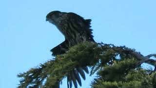 012324 Black Merlin Falcon Kent Wa 6950159 [upl. by Odnumyer]