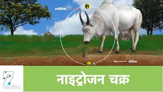 नाइट्रोजन चक्र  Nitrogen Cycle  Hindi [upl. by Tihom]