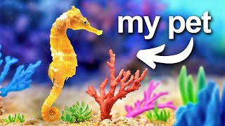 I Built a Coral Reef for my pet seahorse [upl. by Tammie]