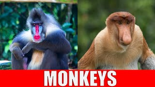 MONKEYS for Kids  Learning Monkey Species for Kindergarten Preschool Toddlers [upl. by Gael939]