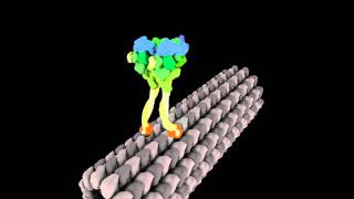 Molecular Motor Struts Like Drunken Sailor [upl. by Sprung]