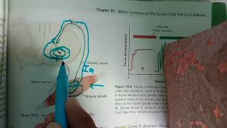 Guyton chp 55 part 2 Muscle spindle stretch reflex and damping [upl. by Yldarb]