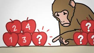 Why Monkeys Can Only Count To Four [upl. by Eemia]