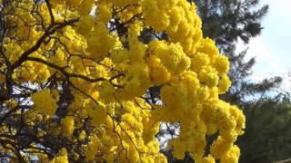 IPÊAMARELO IPÊFLORIDO TABEBUIA CHRYSOTRICHA IPÊTABACO ESTAÇÃO DAS FLORES Beleza natural [upl. by Wiatt612]