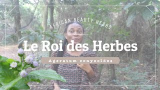 Le Roi des herbes une plante qui soigne tout [upl. by Ayotahc]