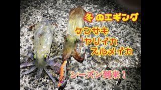 【エギング】美味いイカを釣る！ツツイカ（ケンサキイカ、ヤリイカ等）を狙ったおすすめライトエギングでイカ釣り [upl. by Niffirg]