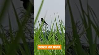 নিশ্চয়ই আমার রব মহান। flowers birds bassera sortvideo [upl. by Yesima]