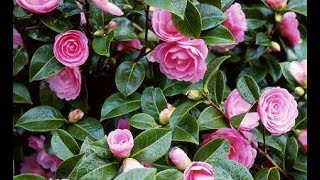 How to grow Camellia plant  how to care Camellia plant [upl. by Dnomyar]