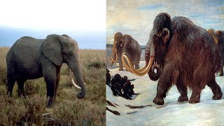 Woolly Mammoths and Modern Elephants A Comparison [upl. by Senskell258]