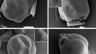 Nematode Morphology [upl. by Bolen]