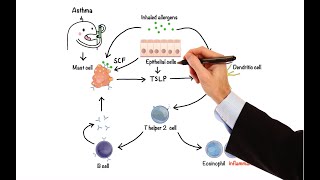 Pharmacology  DRUGS FOR ASTHMA AND COPD MADE EASY [upl. by Willmert336]