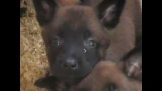 chiots berger malinois [upl. by Baldridge166]