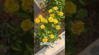 Yellow Miniflora Rose 🥰roseplant shotrs [upl. by Pantin961]