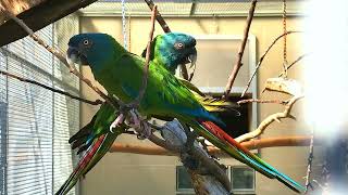 Blue Headed Macaw Parrots in Pairs viral cute beautiful birds subscribe [upl. by Milton]