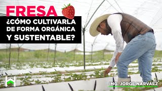 ¿CÓMO CULTIVAR FRESA ORGÁNICA 🍓  AGROHEROES JORGE NARVÁEZ pt1 [upl. by Mathia]