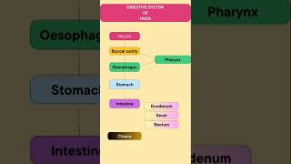 FrogDigestive System 1education biology neet2023 neet2024 class11biology viralyoutubeshorts [upl. by Cida718]