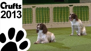 Gundog Display  Adrian and Caroline Slater  Kipperidge Gundogs  Crufts 2013 [upl. by Martinson]