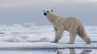 The Best Of Polar Bears  BBC Earth [upl. by Nura]