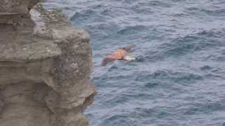 Peregrine falcon hunting hovering over and diving around Cornish cliffs UK  1 [upl. by Okoyk]