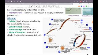 L6؛ ParaAncylostoma duodenal Strongyloides stercoralis TrichostrongylusGit 42 [upl. by Sashenka]