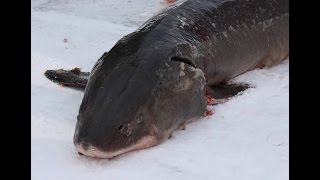 Cut in and highlights from the Sturgeon Spearing Lake Winnebago Wisconsin [upl. by Blondy]