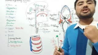 Trachea and Bronchi tracheole Human respiratory system FSc BS A Level Students [upl. by Johna]