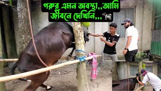 গরুর এমন অবস্থাআমি জীবনে দেখিনি🐄 [upl. by Tenenbaum525]