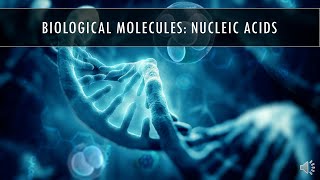 AP Biology  Topic 146 D  Nucleic Acids [upl. by Ahseyn]