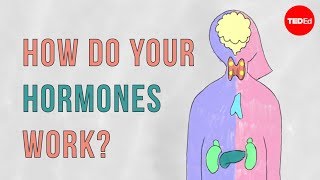 How do your hormones work  Emma Bryce [upl. by Nosecyrb25]