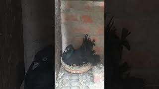 best black lakkha kabutar Indian fantail Umar bhai Muzaffarpur [upl. by Elleinnad]