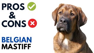 Belgian Mastiff Pros and Cons  Belgian Mastiff Advantages and Disadvantages [upl. by Fabria]