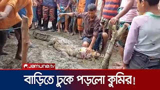 হাঁসমুরগির লোভে লক্ষ্মীপুরে একটি বাড়িতে হঠাৎই কুমিরের হানা  Lakshmipur Crocodile Rescue JamunaTV [upl. by Imik]