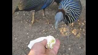 vulturine guinea fowls [upl. by Uzzi]