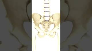 Coccydynie Expliquée  Comprendre et Soulager la Douleur [upl. by Latta]