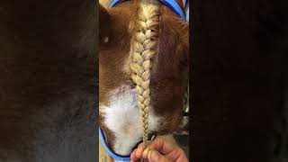 How To Braid a Forelock [upl. by Frost428]