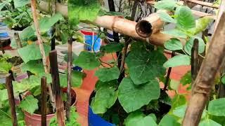 নরসিংদী বিজ্ঞান কলেজের ছাদে ছাদ কৃষি Rooftop Agriculture at Narsingdi Science College [upl. by Daniell]