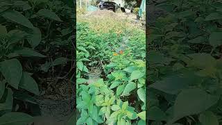 Plant nursery noida shortsyoutubeshortsgardeningplantnurserysamiplant [upl. by Chun]