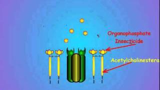 7 Acetylcholinesterase and Insecticide Inhibition [upl. by Eytteb374]