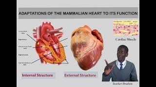 Lesson 64 Adaptations of the mammalian heart to its function [upl. by Sloatman316]