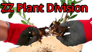 How to Separate ZZ Plants Zamioculcas zamiifolia [upl. by Ailina900]