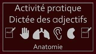 Dictée des adjectifs 7  Anatomie [upl. by Lydon]