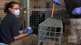 Groundbreaking Gorilla Blood Pressure Procedure [upl. by Gelhar]