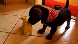 Dachshund puppy barking [upl. by Rubina683]