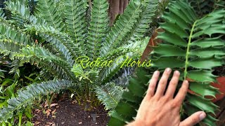 Encephalartos Ferox Tanaman Dari Jaman PurbaAfrican Cycads [upl. by Umont]