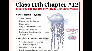 Class 11  Biology  Chapter 12  Lecture 4  Digestion in Hydra biologywalaar [upl. by Aluor]