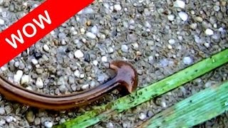 Cool facts about arrowhead flatworm land planarian Bipalium kewense [upl. by Noiz]