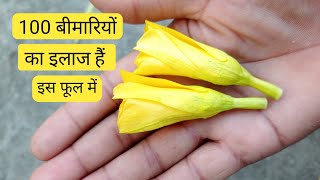 kaned ke fayde  kaned ka phool  कनेड के फायदे  कनेड के फायदे और नुकसान कनेड kaneda Kanil [upl. by Sadnak246]